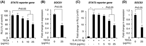 Fig. 4. Effects of TECA treatment on JAK/STAT signaling activity in 3D spheroid cultured HDP cells.