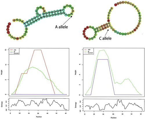 Figure 2 In silico prediction of CD14 folding structures and minimum free energy (MFE) changes corresponding to rs2563298 A to C allele. The arrows indicated the changes in structure caused by rs2563298.