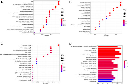 Figure 4 Results of GO and KEGG enrichment analysis. (A) GO BP enrichment analysis of interselection targets; (B) GO CC enrichment analysis of interselection targets; (C) GO MF enrichment analysis of interselection targets; (D) KEGG enrichment analysis of interselection targets.