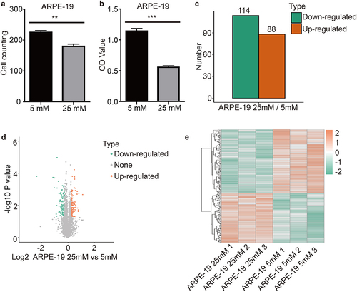 Figure 1. High glucose inhibited ARPE-19 cells proliferation and quantitative intracellular proteome analysis of ARPE-19 cells As shown in the figure, ARPE-19 cells were treated with normal glucose (5 mM) and high glucose (25 mM) for 48 h. (a) and (b) Cell proliferation was detected with cell counting and CCK-8 assay kits. Each experiment had at least 3 repetitions. Values are presented as mean ± SEM. **P < 0.01, ***P < 0.001. (c) The double sample T test method was used to calculate the p value. When the p value was less than 0.05, the change of differential expression was more than 1.2 times as the threshold of significant change. The histogram showed the number of differential proteins. Orange indicated up-regulation proteins and green indicated down-regulation proteins. (d) The horizontal axis of the volcano plot was the logarithmically converted value of the relative quantitative value of the protein, and the vertical axis was the value of the logarithmically converted p-value after the log-log conversion. The Orange dot indicated the significant differential expression of the up-regulated protein, and the green dot indicated the significant differential expression of the down-regulated protein. (e) The heatmap showed the results of three independent repeated experiments, and the trend was basically the same, indicating that the repeatability was good. Orange indicated up-regulation proteins and green indicated down-regulation proteins.