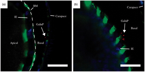 Figure 6. Representative confocal images of translocated 40 nm NWs after 24 h of NW exposure. Scale bars: 20 μm. Stained with Alexa Fluor 488 – Phalloidin (green, actin) and Hoechst 33342 (blue, DNA). The GaInP fluorescence can be seen in red. BM – basement membrane (dashed line), IE – intestinal epithelium. (See online version of the paper for a color image.)