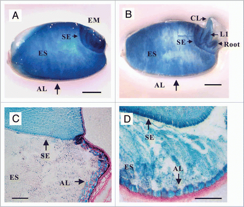 Figure 1 Gα promoter activity in rice seeds. Seeds of transgenic rice plants expressing the Gα promoter::GUS construct were stained to detect GUS activity. (A) Longitudinal section of a dry seed. (B) Longitudinal section of a seed imbibed for 2 days at 28°C. (C and D) More detailed views of the scutellar epithelium and aleurone layers shown in (A and B), respectively. AL, aleurone layer; EM, embryo; ES, endosperm; CL, coleoptile; L1, first leaf; SE, scutellar epithelium. Bars = 1 mm in (A and B) and 0.1 mm in (C and D).