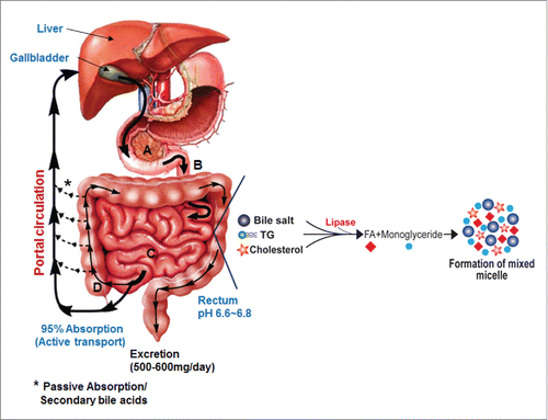 Figure 1. The gastrointestinal system and the role of bile salts in nutrient absorption. Bile salts activate pancreatic lipase producing monoglycerides and free fatty acids. Bile salts aid in the solubilization and absorption of lipids, cholesterol and fat-soluble vitamins by forming mixed micelles. The capital letters A-D indicate duodenum, jejunum, ileum and colon, respectively.