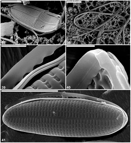 Figs 37–41. Cocconeis caulerpacola from France, SEM. 37. Frustule in oblique view. 38. Valvocopulae detached from frustules of C. caulerpacola. 39, 40. Close ups of valvocopulae: the pars interior has an undulate margin fitting over the valve interstriae. 41. Whole frustule with detached valvocopula. Scale bars = 4 µm (Fig. 41); 3 µm (Figs 37, 38); and 500 nm (Figs 39, 40).