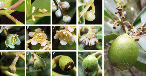 Figure 1  Phenological stages in Gomortega keule. A, Dormant bud. B, Elongation of inflorescence. C, Elongation of pedicel. D, Individual swollen flower bud. E, Flower opening. F, Initiation of anthesis. G, Anthers darkening. H, Dry tepals. I, Conic thalamus. J, Swollen thalamus. K, Thalamus wider than tepals scar. L, Young fruit growing. M, Unripe fruit and fruitset at the stage of conic thalamus on the same branch.