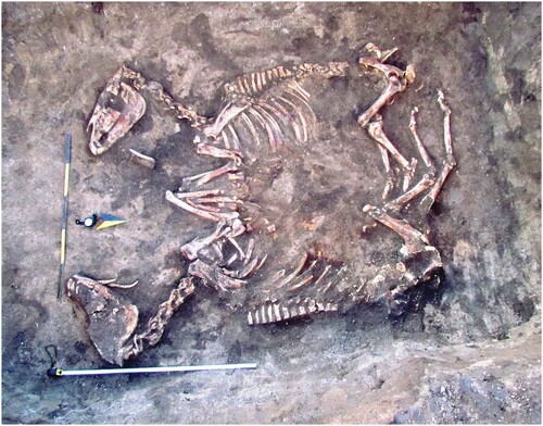 Figure 4. Double-horse burial from the Husiatyn barrow—a view from the east.