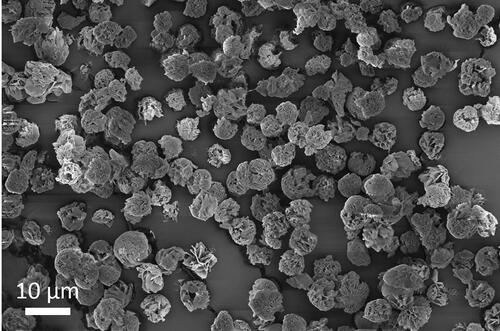 Figure 4. SEM image of leucine particles spray dried from 0.25/0.75 w/w water/ethanol at 20 °C using the dual-orifice plate.