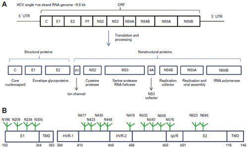 Figure 1 HCV genome organization, polyprotein processing, and glycoprotein structure.