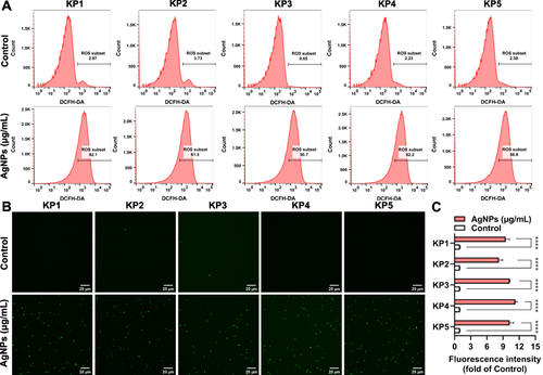 Figure 7 Changes of ROS expression levels in five XDR-KP strains treated with BF75-AgNPs. (A) Flow cytometry histograms and (B) fluorescence images of five XDR-KP strains treated with the BF75-AgNPs at 1/2 × MIC for 4 h; (C) The ROS expression levels of five XDR-KP strains in control group and AgNPs group were compared according to the mean fluorescence intensity of flow cytometry histograms. ****P < 0.0001.