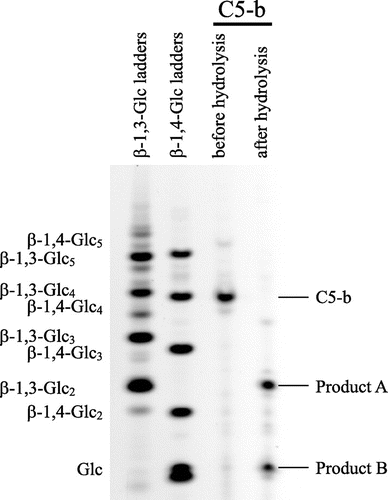 Fig. 5. Analysis of products released from C5-b oligosaccharides by the Trichoderma enzyme on PACE.