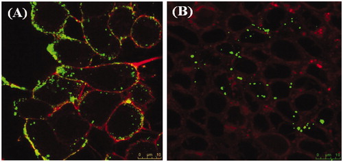 Figure 6. Confocal laser scanning microscope images showing internalization and cellular uptake of FA-PLGA nanoparticles formula F2 (green fluorescence) by A549 (A) and HT29 (B) stained with for actin red fluorescence) following incubation of nanoparticles with the cells for 12 h.