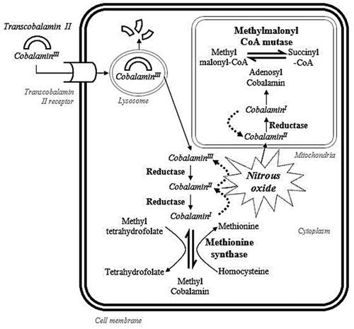 Figure 1. Impact of nitrous oxide on cobalamin metabolism. A potential mechanism of nitrous oxide toxicity is the oxidation (dashed arrows) of cobalamin’s reduced form (cobalaminI) to more oxidized forms (cobalaminII and cobalaminIII).