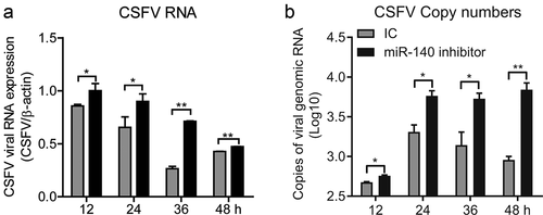 Figure 3. miR-140 inhibitor promotes CSFV replication