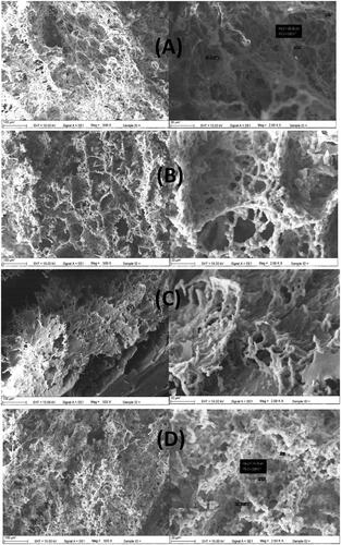 Figure 3. The SEM images of MMC-ICMs synthesized at (A) − 14 °C, (B) − 18 °C, (C) − 20 °C and (D) − 22 °C.