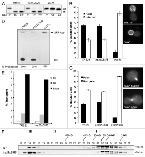 Figure 7. Membrane trafficking is unaffected in the trs23ΔSMS mutant. (A) Wild-type, trs23ΔSMS and sec18 yeast were pulse-labeled with 35S-methionine/cysteine and chased for the times indicated below the panels. Carboxypeptidase Y (CPY) was immunoprecipitated from lysates at each time point, fractionated by SDS-PAGE and visualized by autoradiography. The position of the ER (p1) and vacuolar (m) forms of CPY are indicated. (B) Wild-type, trs23ΔSMS and trs85Δ were transformed with a plasmid expressing GFP-Snc1p. The cells were fixed and viewed using an epifluorescence microscope. (C) Wild-type, trs23ΔSMS and trs23Δ99C were transformed with a plasmid expressing Ypt31p-GFP. The cells were fixed and viewed using an epifluorescence microscope. For quantitation in (B) and (C), a minimum of 100 cells from three replicates were counted. The error bars represent ± SEM and representative cells used for quantitation are shown as insets. (D) Wild-type, trs23ΔSMS and trs85Δ were transformed with a plasmid expressing Ape1p-GFP, grown in minimal medium without uracil, converted to spheroplasts and lysed. Samples were fractionated by SDS-PAGE and probed with anti-GFP. The percentage of Ape1p-GFP processing, calculated using Image J, is indicated below each lane. (E) Reconstitution of ER-to-Golgi traffic was performed as described in Experimental Procedures. Reactions were performed with no additions either on ice (ice) or at 29°C (NA), or fully reconstituted at 29°C (Recon). The results are expressed as percentage of concanavalin A-precipitable pro-α-factor that has received α-1,6-mannose Golgi modifications. The results are the average of duplicates and the range of transport over three independent experiments was 13.6–15.4% (wild-type) and 12.6–14% (trs23ΔSMS). (F) Lysates were prepared from wild-type and trs23ΔSMS in buffer B88 that was used for the in vitro transport assay in (E) and fractioned on a Superose 6 column in B88. Fractions were probed with anti-Trs33p. I, II and III above the blots indicate the location of TRAPP I, II and III, respectively, under conditions where they separate from each other.