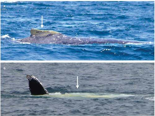 Figure 4. Evidence of humpback whale defecation at Machalilla National Park, Ecuador: (A) Whale EC1373 at 01°24’S,80°55’W on 11/07/2008 with olive yellow faeces momentarily sticking to dorsal fin. (B) Humpback whale sighted at 01°28’S,80°53’W on 10/08/2016 when suddenly releasing a cloud of faeces of the same olive yellow color (Photos: C. Castro – PWF)
