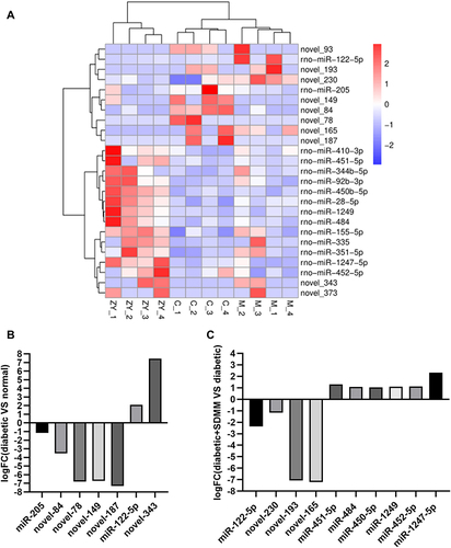 Figure 3 MiRNA expression profiling was performed using miRNA sequencing. (A) Heatmap of differentially expressed miRNAs. (C is the normal group, M is the diabetic group, ZY is the diabetic+SDMM group). miRNA expression levels are depicted in red (up-regulated) and blue (down-regulated); (B and C) The logFC value of different miRNAs compared between the diabetic group and the normal group (B) and between the diabetic+SDMM group and the diabetic group (C).