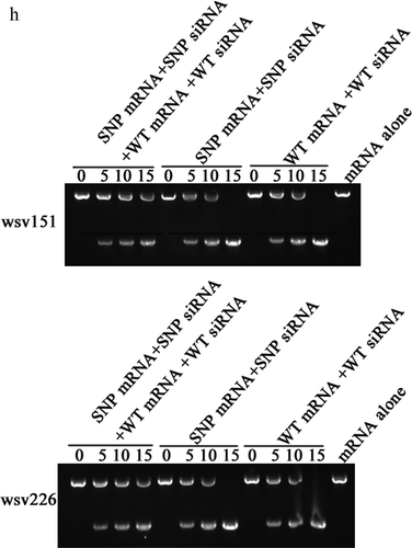 Figure 2. (Continued).