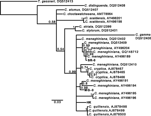 Fig. 1. Phylogenetic tree of Cyclotella species and the strains used to investigate developmental plasticity based on Bayesian analysis (TN + G) of partial 28S rDNA sequences (D1/D2 regions). The numbers at the nodes are posterior probabilities (PP) above 0.50. DNA sequences determined in this study are in bold. Scale bar represents 3 substitutions per 100 nucleotides.