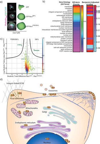 Figure 2. Screen for active Rac1 interacting proteins.A) Cos7 cells transfected with GFP, GFP-Rac1Q61L or GFP-Rac1P29S/Q61L for immunoprecipitation with GFP-pulldown, Scale bar 25 μm. B) GO-term analysis (Homo sapiens) to sort significantly enriched proteins that bound to both forms of active Rac1 compared to GFP into categories based on number of hits. Adjusted p-values using the Benjamini False discovery rate (FDR) scoring shows significance of those hits using a rainbow scale with p-value 0.05 highlighted. C) Volcano plot illustrating results from t-test applied on protein intensity differences between the two Rac-1 mutants (GFP-Rac1Q61L and GFP-Rac1P29S/Q61L) measured in liquid chromatography–tandem mass spectrometry experiments. The colour coding is based on density of the data points, the scale is indicated on the right, and the curved line shows the 5% FDR. D) Schematic representation of a cell and the important regions of Rac1 activity based on the GO-term locations.