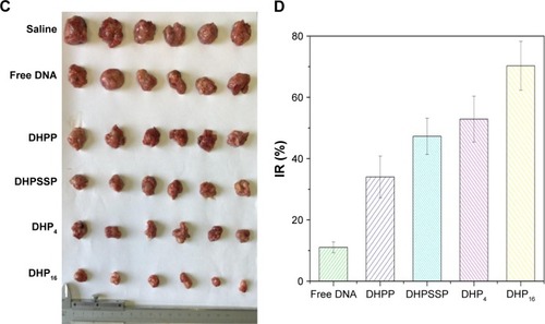 Figure 12 The mean tumor volume (A), body weight (B), tumor graph (C), and inhibition rate (D) of Kunming mice bearing S180 cells, on intravenous administration of the different formulations (n=6).Abbreviations: DHP, pDNA/HMGB1/PAMAM-SS-PEG-RGD; DHPP, pDNA/HMGB1/PAMAM-PEG; DHPSSP, pDNA/HMGB1/PSSP; IR, inhibition rate; PAMAM, polyamidoamine; PEG, polyethylene glycol; PSSP, PAMAM-SS-PEG; RGD, arginine-glycine-aspartate.