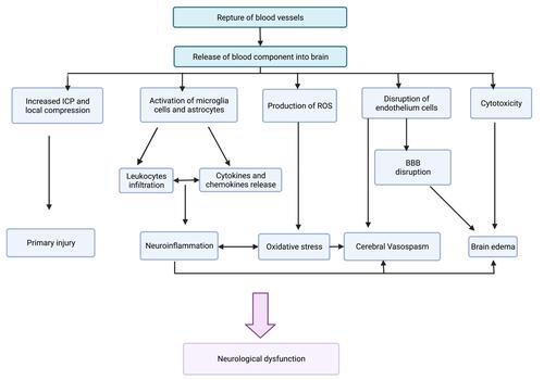 Figure 2 The pathophysiology of hemorrhagic stroke. Created with Biorender.com.