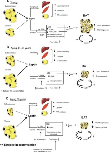 Figure 1 (A) Effects of leptin production in a young state. White adipocytes, mostly subcutaneous, secrete normal levels of leptin. Peripherally, leptin contributes to insulin sensitivity and free fatty acids oxidation in liver, muscle, and adipose tissue. Centrally, leptin reach its targets through its transport across the blood brain barrier provided by an active saturable transport system. Leptin is also transported through the circumventricular organs. Its binding to LEPRs expressed in the arcuate nucleus of the hypothalamus leads to an increase of POMC and a decrease of NPY/AgRP levels. This modulation of specific neuronal populations triggers SNS activation, which leads to an increase of UCP1 transcription and thermogenesis in BAT. (B) Effects of leptin production in middle-age condition. Subcutaneous fat begins to be redistributed and white adipocytes, mostly visceral, produce a high amount of leptin. Peripherally, leptin resistance develops in the liver, muscle, and adipose tissue and causes a decrease in insulin sensitivity and FFAs oxidation and an increase in lipolysis. Centrally, alterations in the blood brain barrier decrease leptin transport to the CNS, which leads to a reduction in the production of POMC. This diminution blunts SNS signaling and induces BAT atrophy and leads to a decrease in both UCP1 levels and thermogenesis. This BAT atrophy also contributes to an increase in leptin secretion. (C) Effects of old age on leptin secretion. The subcutaneous depot is atrophied and fat accumulates viscerally and mostly in ectopic depots. High levels of leptin are secreted by visceral adipose tissue, concomitantly with an increase in glucose intolerance peripherally probably attributed to a loss of leptin signaling. Centrally, levels of POMC are still decreased, which leads to a more important atrophy of BAT and quiescent thermogenesis. Since BAT is inactive, levels of secreted leptin by this tissue are increased.