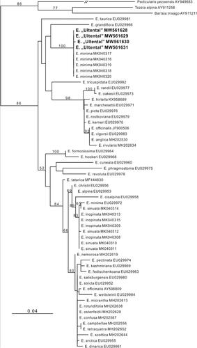 Figure 4. Phylogenetic placement of Euphrasia “Ultental” based on nuclear ITS sequences analysed using maximum likelihood (numbers at nodes are bootstrap support values of at least 50). Newly obtained sequences are in bold.
