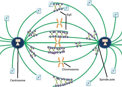 Figure 1 The positioning of Eg5 in a cell before cell division.