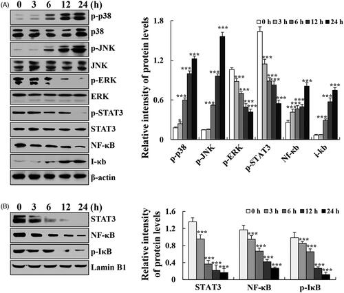 Figure 4. Effects of cytisine on MAPK, STAT3, and NF-κB signalling pathways in A549 cells. (A) Cells were treated with 26 μM cytisine for different time points (3, 6, 12, and 24 h), and the expression levels of protein were measured using western blotting; and β-actin was used as the internal control. (B) The expression levels of nuclear proteins were measured using western blotting; Lamin B1 was used as the nuclear loading control. The data are expressed as the means ± SDs of the results from three independent experiments (*p < .05, **p < .01, ***p < .001).