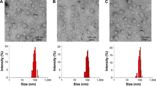 Figure 2 TEM images and particle size distributions of (A) DFO-liposome, (B) FA-DFO-liposome, and (C) PEG-DFO-liposome.Abbreviations: TEM, transmission electron microscopy; DFO, deferoxamine; FA, folic acid; PEG, polyethylene glycol.