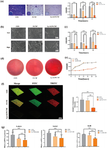 Figure 5 (a) The crystal violet staining photograph of F. nucleatum biofilm cultured with Lys/ACP-CNF (b) The SEM photograph of F. nucleatum biofilm cultured with Lys/ACP-CNF (c) The EPS quantitative analysis of F. nucleatum biofilm cultured with Lys/ACP-CNF (d) The image of F. nucleatum bacterial colony treated with Lys/ACP-CNF(e)Bacterial killing kinetic curves of F. nucleatum cultured with Lys/ACP-CNF (f) The structure of biofilms of F. nucleatum cultured with Lys/ACP-CNF as observed via CLSM. (g) The mRNA expression of Fn0634, Fn0669 and RadD in F. nucleatum cultured with Lys/ACP-CNF.