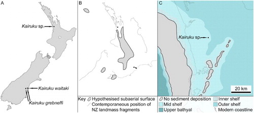 Figure 1. Locations of Kairuku depositional environments. A, Kairuku sp. was recovered from the Waikato province in the North Island of New Zealand and Kairuku grebneffi and Kairuku waitaki were collected in the South Island; B, hypothesised extent of subaerial land surface during the Late Oligocene (27 Ma), as adapted from King (Citation2000) (equivalent map for Early Oligocene not available); C, palaeogeographic reconstruction of the Kairuku sp. collection location during the lower Whaingaroan (34.6–29.8 Ma), as adapted from Kamp et al. (Citation2014a).