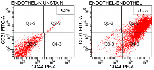 Figure 2 Flow cytometry result in CD31 expression (left: unstained; right: stained).