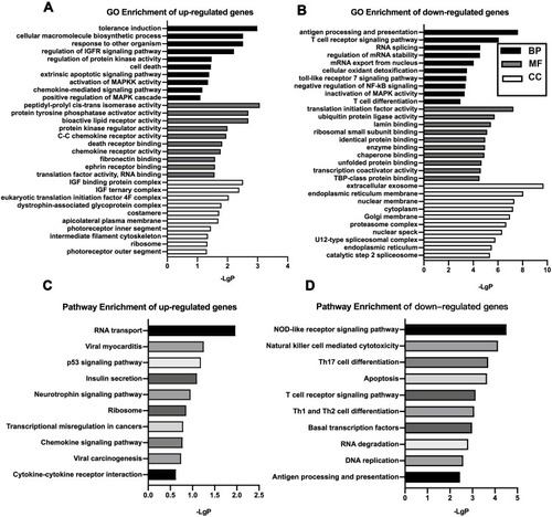 Figure 2 GO and KEGG pathway analysis. GO analysis of significantly up-regulated (A) and down-regulated (B) mRNAs clustered in the CC, MF, and BP. KEGG analysis of differentially up-regulated (C) and down-regulated mRNAs (D). The x‐axis shows ‐lgP, and the y-axis shows GO terms or KEGG pathways.