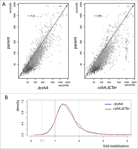 Figure 4. Stabilization of mRNAs. (A) Scatterplot showing half-life change between mutants and the parental strain. Each point represents a gene and is positioned on the x-axis according to the mean half-life estimated in both replicates of the decay experiment; similarly, the point on the y-axis is positioned according to the mean half-life estimated in both replicates of the decay experiment of the parental strain. Kendall tau correlation coefficient is given for each case. A diagonal line marks the limit between genes whose half-life is increased in the mutants (below the line), and genes whose half-life is decreased in the mutants (above the line). Only genes satisfying minimum quality criteria are reported. (B) Distribution of the half-life fold change between the mutants and the parental strain. The areas under the curves sums to 1.0, and reflects the proportion of genes affected with a given stabilization factor. The vertical line at x = 1 marks the limits between stabilization (on the right) and destabilization (on the left). The shift of the curves on the right side of the vertical line reflects the longer half-life measured in the mutants compared to the ancestor strain.