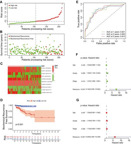 Figure 3 Evaluation of a risk model for prostate cancer in the training set. (A) The risk curve of each sample reordered by risk score. (B) The scatter plot of the samples of BCR. (C) Heatmap showed the expression profiles of the signature in the low-risk group and high-risk group. (D) Biochemical recurrence analysis for the signature. (E) Time-dependent ROC analysis curve for the signature. (F) Forest plot for univariate Cox regression analysis. (G) Forest plot for multivariate Cox regression analysis.