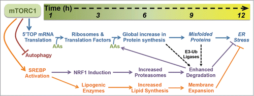 Figure 2. The temporal response to mTORC1 activation. Within the first hour of mTORC1 activation, it stimulates the translation of 5′TOP mRNAs, inhibits autophagy, and promotes SREBP activation, initiating a cascade of cellular events that promote cell growth while protecting from proteotoxic stress. A key feature of this program is the delayed production of proteasomes by NRF1 induction, which enhances the efficiency of protein degradation following the global increase in protein synthesis, thereby facilitating the clearance of proteins and misfolded proteins that have been independently targeted for degradation by target-specific E3-ubiquitin (Ub) ligases. Downstream of SREBP transcriptional targets, the activation of lipid synthesis and expansion of cellular membranes combined with the NRF1-dependent increase in proteasomes and protein turnover protects cells with activated mTORC1 signaling from proteotoxic stress, including ER stress. The time scale on the top provides a rough estimate of the kinetics of this response, with the precise timing likely to vary in different cell and tissue settings. See text for more details.