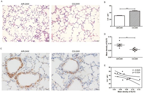 Figure 10 The mean linear intercept (Lm) and immunohistochemistry staining of SLIT2 in lung of AIR-exposed and CS-exposed mice.