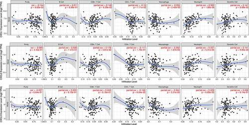 Figure 7. Correlation analyses between the expression of three hub genes and immune markers. The scatter plots of CXCL1, CXCL2, and CXCL3 with tumor purity, B cell, CD8 + T cell, CD4 + T cell, macrophage, neutrophil, and dendritic cell in READ were respectively drawn by the TIMER online database. There was no obvious association between the expression levels of CXCL1, CXCL2, and CXCL3 and infiltration of B cell, CD4 + T cell, CD8 + T cell, or dendritic cell. Likewise, no statistical correlation was seen between levels of CXCL1, CXCL2, and CXCL3 and tumor purity, whereas the expression of CXCL1, CXCL2, and CXCL3 was significantly positively correlated with macrophage and neutrophil. READ: rectal adenocarcinoma