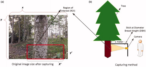 Figure 3. Illustration of the (a) captured image and (b) measurement method using camera.