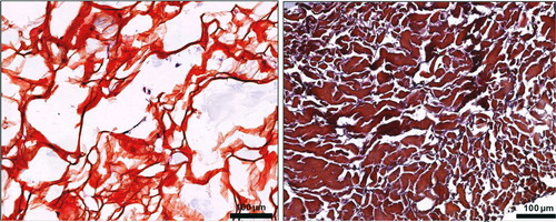 Figure 1. HES staining of UC- (left) and Bio-Gide® membranes (right).
