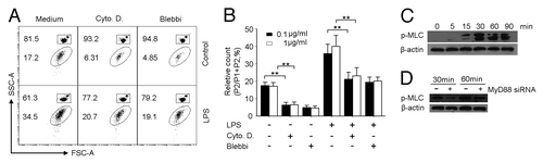 Figure 2. TLR4 signaling activates actomyosin cytoskeleton for MP generation in H22 tumor cells. (A and B) Cytoskeleton inhibitors hindered MP generation by LPS in H22 tumor cells. H22 cells were incubated with LPS (0.1 or 1 μg/ml) in the presence of cytochalasin D (Cyto D) or blebbistatin (Blebbi) for 48 h. The released MPs were determined by flow cytometry. The result represented three independent experiments. (C) The phosphorylation of myosin II light chain (MLC) in H22 tumor cells. H22 cells were exposed to LPS (0.1 µg/ml) for 0, 5, 15, 30, 60 and 90 min and subjected to western blot with anti-pMLC antibody. (D) Phosphorylation of MLC was MyD88 dependent. MyD88 siRNA-transfected H22 cells were stimulated with 0.1 µg /ml LPS for 30 or 60 min. The phosphorylation of MLC (pMLC) was determined by western blot.