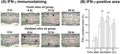 Figure 6. Time course of IFN-γ expression following CHS elicitation. (A) IFN-γ immunostaining. (B) IFN-γ-positive area. The arrowheads represent sites of IFN-γ. The letters e, d, and c represent epidermis, dermis, and cartilage, respectively. Scale bars, 100 μm. 0 hr means just before elicitation. Fresh olive oil (Display full size) and oxidized olive oil (Display full size). The values are mean ± SD (n = 4–5). **P < .01 vs. the fresh olive oil group.