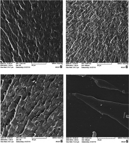 Figure 7. FESEM image of surface fracture after tensile test in 20 micron scale.