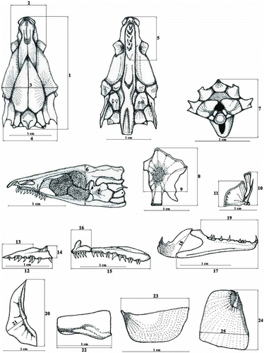 Figure 1. Analysed characters of skull and visceral bones.