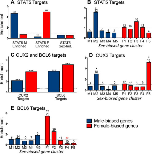 FIG 4 Regulation by sex-biased transcription factors. (A) Male-enriched (1,765 sites), female-enriched (1,790 sites), and sex-independent (11,531 sites) STAT5 binding sites were mapped to their target genes using GREAT. Enrichment for male-biased (blue) and female-biased (red) gene targets was computed compared to a background set of 7,225 stringent sex-independent genes. (B) Enrichment of the male-biased target genes of male-enriched STAT5 binding sites in each of the cGH-responsive male gene clusters (M1 to M5) and enrichment of female-biased target genes of the female-enriched STAT5 binding sites in each of the cGH-responsive female gene clusters (F1 to F5). (C) CUX2 and BCL6 binding sites (1,471 and 6,432, respectively) were mapped to their target genes, and enrichment for both male-biased and female-biased target genes was computed compared to a background set of stringent sex-independent genes. (D) CUX2 female-biased and male-biased gene target enrichment in each cGH response clusters as described for panel B for STAT5. (E) BCL6 female-biased and male-biased gene target enrichment in each cGH response cluster, as described in panel B. The enrichment of STAT5, CUX2, and BCL6 targets for being enriched in each of the gene sets examined was calculated as described in Materials and Methods. Significant enrichment or depletion by the Fisher exact test is indicated by black or red asterisks, respectively (*, P < 0.05; **, P < 0.01; and ***, P < 0.001). Numbers above the bars indicate the number of gene targets in each gene set. Similar results were obtained for STAT5 and BCL6 target enrichment when the target genes of each factor were defined as the nearest gene within 10 kb (data not shown).
