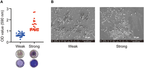 Figure 3 Biofilm formation by 53 CA-MRSA isolates. (A) Representative images and quantification of biofilm formation of the two CA-MRSA strain groups by crystal violet staining. (B) Representative scanning electron microscopy images of CA-MRSA biofilms in both groups.