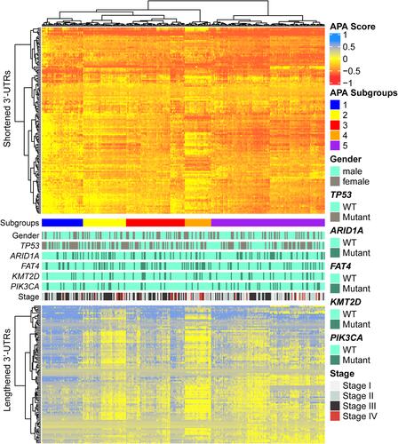 Figure 4 The alternative 3ʹ-UTR was widespread in STAD patient. The heatmap showed the genes (rows) with shortened (red) or lengthened (blue) 3ʹ-UTR in each STAD patient (column) compared to the median value of each gene in normal stomach tissue. TP53, ARID1A, FAT4, KMT2D, and PIK3CA mutations and tumor stage profiles were displayed in the context of different APA distribution patient subgroups.