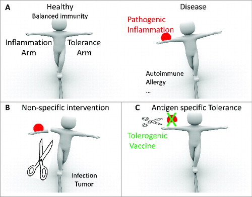 Figure 1. Tolerogenic vaccines are proposed to induce antigen specific control of pathogenic inflammation. (A) Balance between inflammation and tolerance guarantees immune homeostasis and individual survival. (B) Pathogenic inflammation leads to diseases such as autoimmunity, allergy, etc. (C) Non-specific intervention impairs protective immune responses and increases risks of infection or tumorigenesis. (D) Tolerogenic vaccine, as antigen specific intervention, may restore balance and provide a cure.